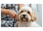 Pet Grooming Service at Home