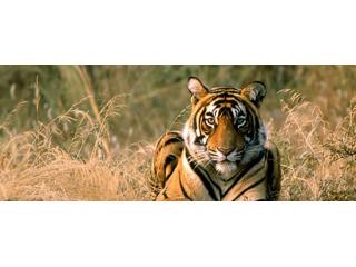 Book Ranthambore Wildlife Tour Holiday Packages Online | Unforgettable Safari