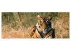 Book Ranthambore Wildlife Tour Holiday Packages Online | Unforgettable Safari