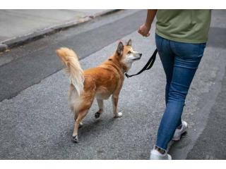 Dog Walking Services in Ghaziabad