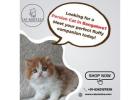 Premium Persian Cat in Bangalore