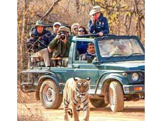 Phato Zone Safari Booking for an Authentic Jungle Experience