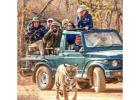 Phato Zone Safari Booking for an Authentic Jungle Experience