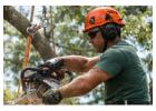 Reliable Tree Care You Can Trust in Buffalo