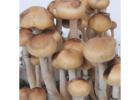 Order Mazatapec Mushroom Spores with Fast Shipping Today
