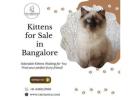 Kittens for Sale in Bangalore – Catexotica
