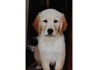 English cream golden retriever puppies: Premium Companions from Indiana Goldens