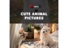 Cute Animal pictures 