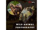 Wild Animal Photography 