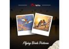 Flying Birds Pictures 