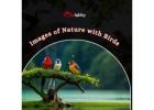Images of Nature with Birds 