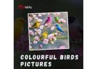 Colourful Birds Pictures 