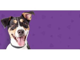 Buy Pet Supplies Online: Easy, Practical, and Time-Saving