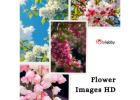 Flower Images HD 