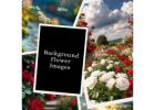 Background Flower Images 