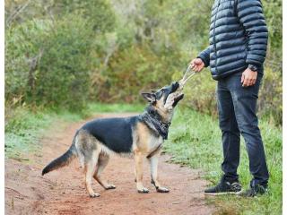 Dog Trainer in Bhopal