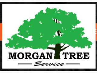 Help From Our Licensed and Insured Tree Service in Oroville, CA!