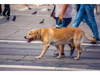Dog Walking Services in Bhopal