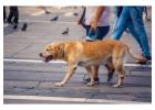 Dog Walking Services in Bhopal