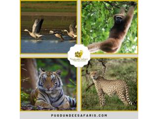 Experience the Best Wildlife Safari in India Today