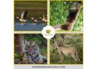 Experience the Best Wildlife Safari in India Today