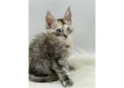 Maine Coon Breeders Minnesota: Find Your Perfect and Healthy Maine Coon 