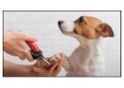 Safe Nail Trimming Care for Comfortable and Active Dogs