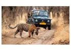 Convenient Online Jeep Safari Booking in Ranthambore National Park