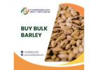 Find Verified Barley Suppliers for Bulk Orders