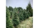 Tree Planting |Trees for Sale | Buy Direct from Farm with Delivery.
