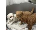 cavapoo puppies for sale