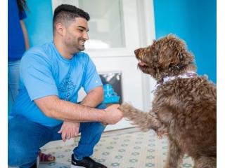 Top-Rated Dog Grooming Service in Seminole