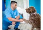 Top-Rated Dog Grooming Service in Seminole