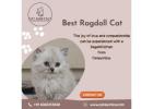 Best Ragdoll Cat in Bangalore – Catexotica