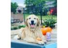 Golden Retriever Puppies: Friendly Companions Raised the Right Way