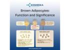 Brown Adipocytes: Function and Significance