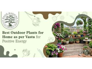 Air-purifying desk plants for office cabins | baugbagicha