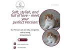 Persian Cat in Bangalore – Catexotica