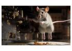 Rodent Extermination Company Dallas TX