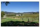 Top Vineyards In Hunter Valley To Explore Today