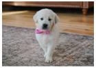 White Golden Retriever Puppies Indiana: Finding the Lovable Companion