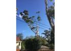 Tree Removal Chatswood | North Shore Tree Loppers