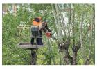 Tree Removal North Sydney | Sydney Tree Felling