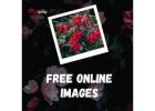 Free Online Images 