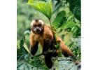 Tambopata Reserve 4 Days Package | Wildlife & Jungle Tours