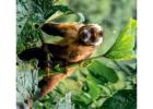Tambopata Reserve 4 Days Package | Wildlife & Jungle Tours
