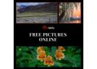 Free Pictures Online