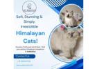 Himalayan Cat in Bangalore – Catexotica