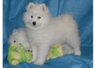 Samoyed Dogs: Your New Best Friend Awaits