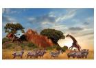 Serengeti Wellness Safari 2026 – Sleep Under the Stars – Book Now!